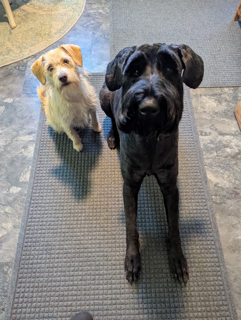 Two freshly groomed dogs, a small tan terrier and a large dark wiry-coated dog, standing together on a grey mat