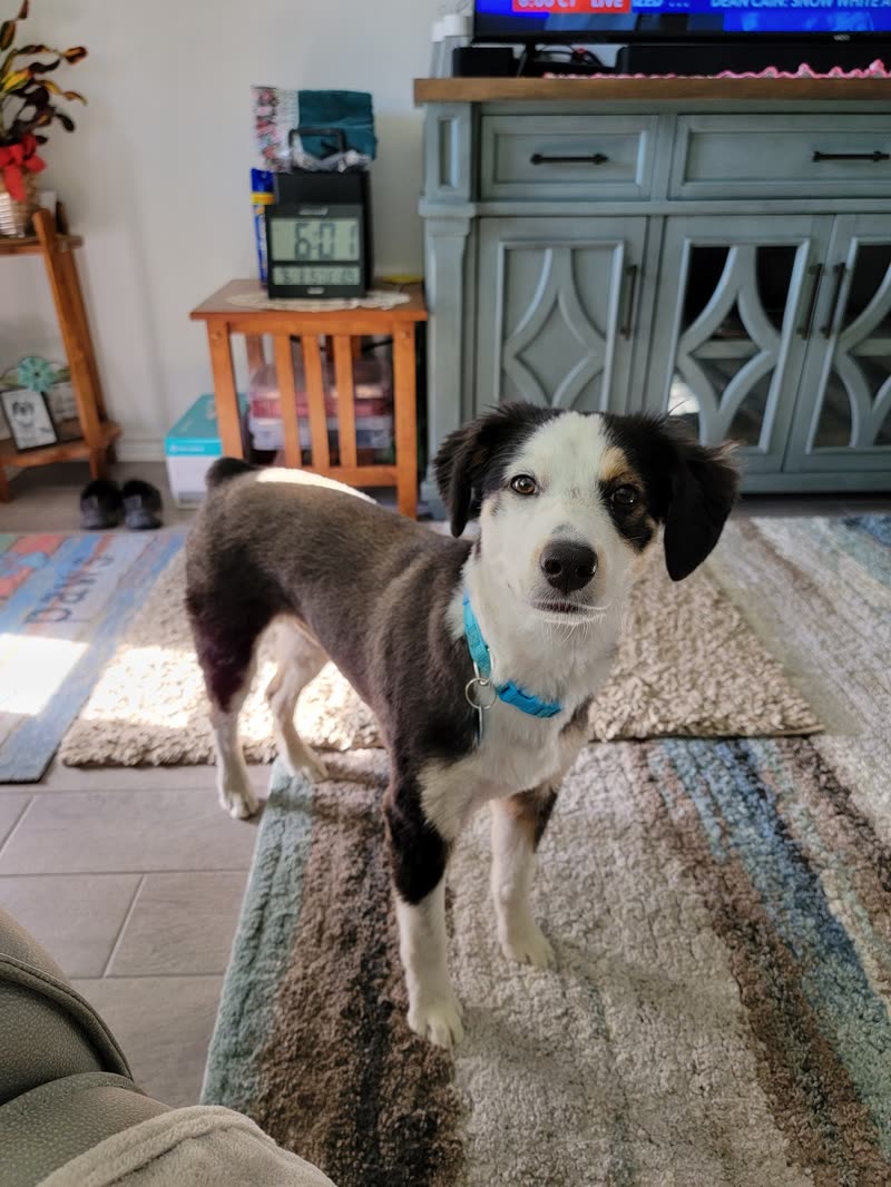 A brown and white scruffy terrier-cross standing on a living room rug after its groom