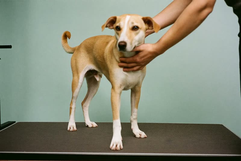 A dog standing calmly on a grooming mat while being gently handled