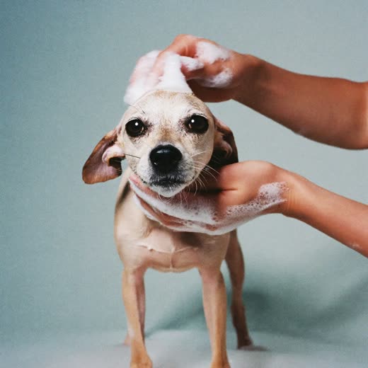 A small dog being bathed and lathered during a mobile grooming appointment