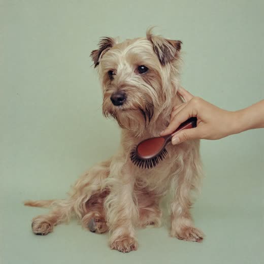A terrier being brushed and de-shed with a slicker brush
