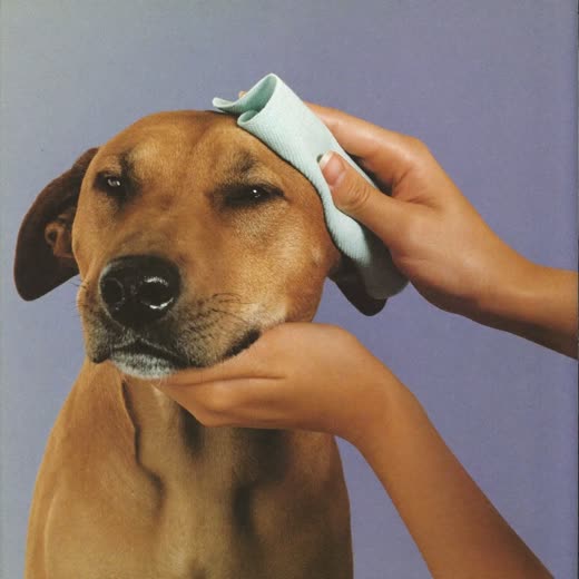 A dog's ears being gently cleaned